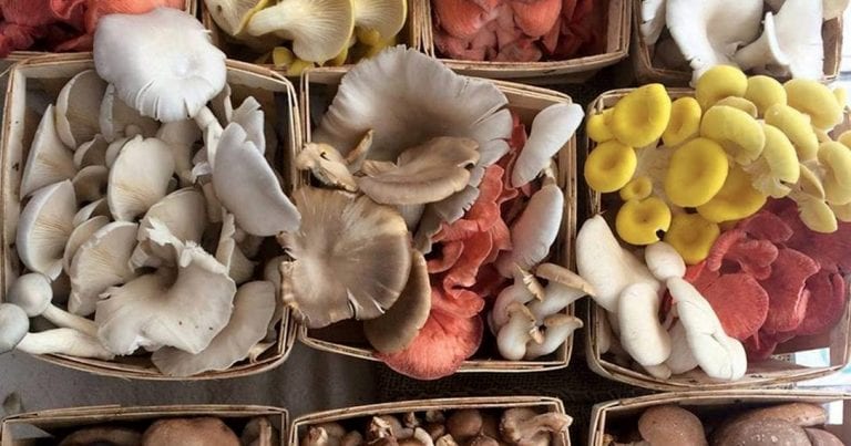 Julia Coffey brought this selection of mushrooms to a local farmers market
