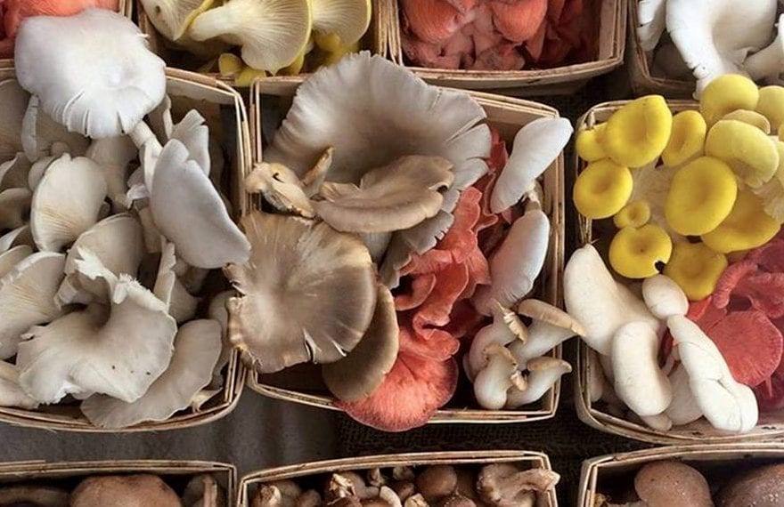 Julia Coffey brought this selection of mushrooms to a local farmers market