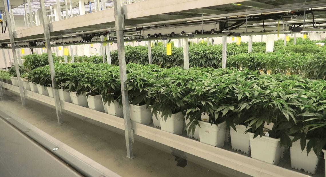 GTI’s cultivation facility in Holyoke