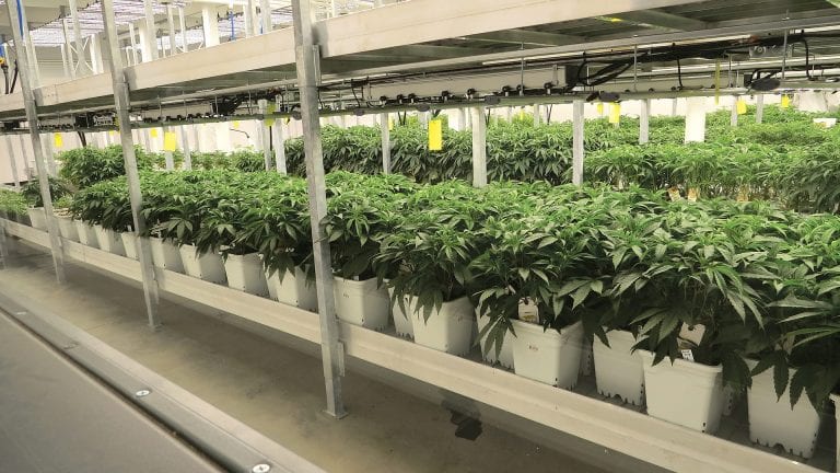GTI’s cultivation facility in Holyoke