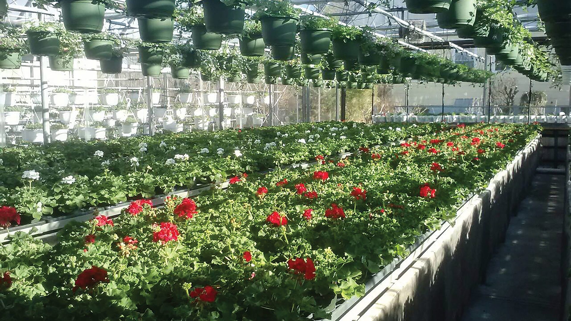 Dave Graziano says his garden center sold out of many popular plants last year.