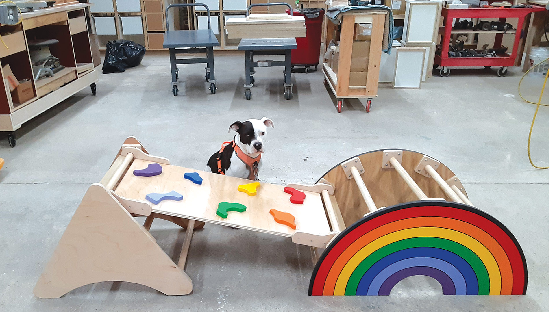 Kali the ‘office manager’ checks out a kid gym Tom Brogle made.
