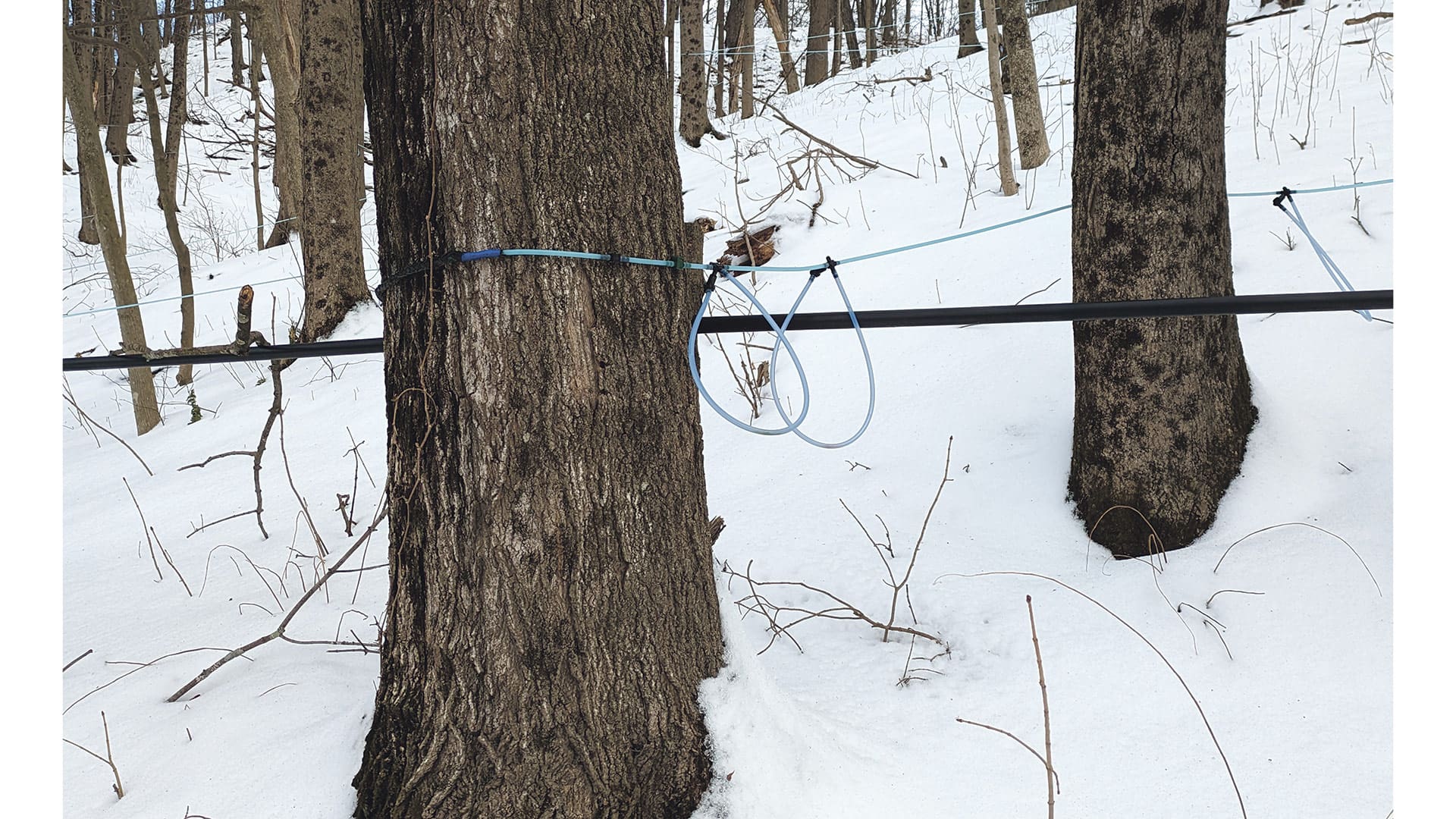 Sap flows best from the trees when freezing nights are followed by warm days.