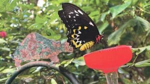 Magic Wings Butterfly Conservatory